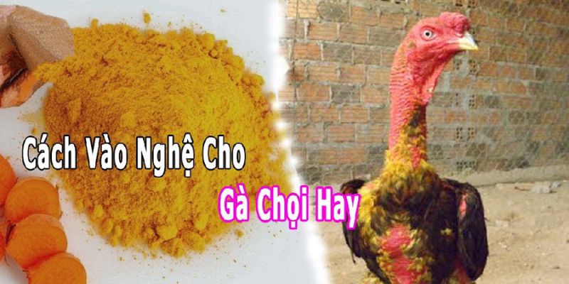 Cách vào nghệ cho gà chọi qua các bước