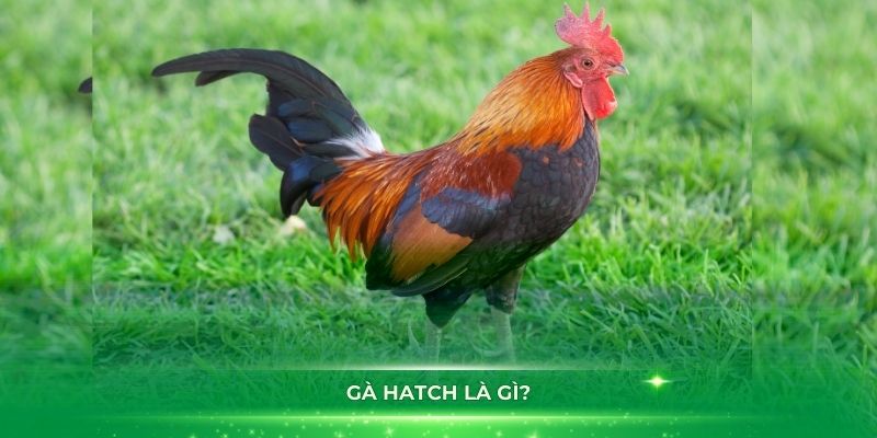 Gà Hatch Là Gì? Nguồn Gốc, Đặc Điểm Và Phân Loại Giống Gà Chuẩn