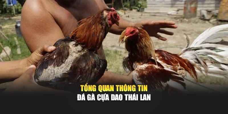 Tổng quan thông tin đá gà cựa dao Thái Lan